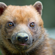 Research scientist Karen DeMatteo’s obsession with the near-threatened bush dog helped fuel this entire project.